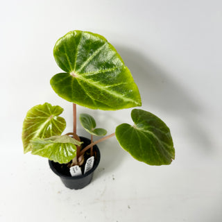 Begonia chingipengii [#2010]
