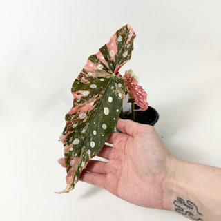 Begonia maculata (Variegated) [#1852]