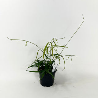 Hoya yvesrocheri [#1983]