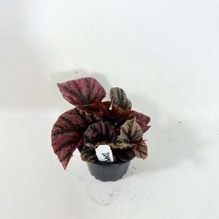 Begonia 'Snowberry' [#2099]