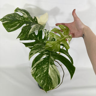 Monstera deliciosa var. borsigiana albo-variegata [#1311]