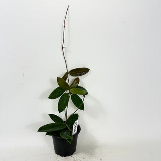 Hoya vangviengiensis [#1638]