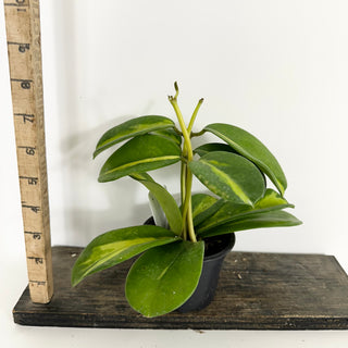 Hoya diversifolia (inner variegated) [#2280]