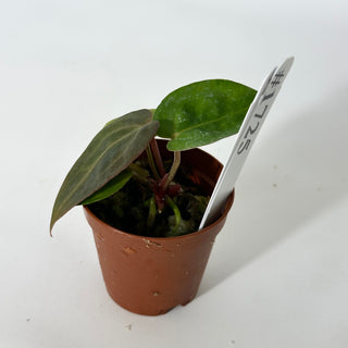 Anthurium SKG red crystallinum x 'Amelia's Delight' - Seedling [#1725]