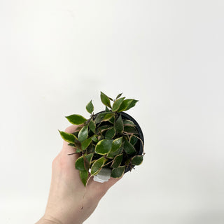 Hoya bakoensis (outer-variegated) [#1829]