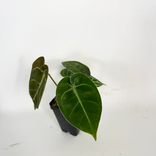 Anthurium magnificum/'Silver Blush' x unknown [#2077]