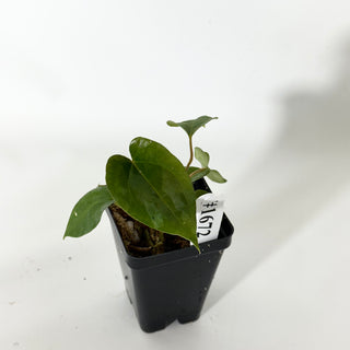 Anthurium papillilaminum SL #1 x 'Amelia's Delight' [#1672]