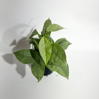 Hoya coriacea (silver) [#2001]