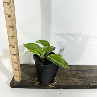 Z-5027 - Scindapsus pictus 'Rubicon'