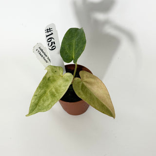 Anthurium 'Arnold Schwarzenegger' x 'Chuck Norris' - Seedling [#1659]