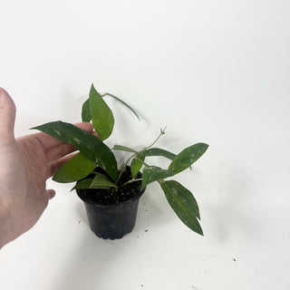 Hoya ruthiae [#2456]