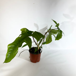 Philodendron sp. 69686 x subhastatum [#1845]