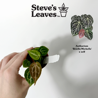 Anthurium 'Brielle'/'Michelle' x self - 2 Seedlings [#1712]