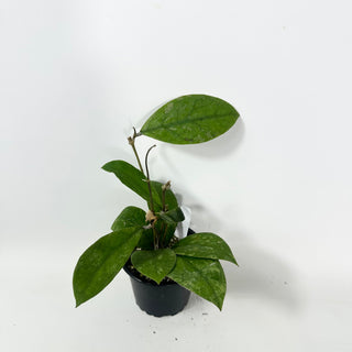 Hoya sp. Kalsel