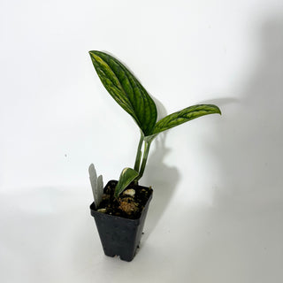 Monstera sp. 'Peru' variegata [#1557]