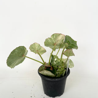 Begonia 'Rouge' [#2043]