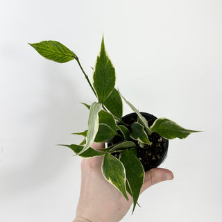 Hoya polyneura (outer variegated) [#1628]