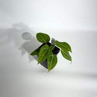 Anthurium magnificum/‘Silver Blush' x 'Arnold Schwarzenegger' [#1789]