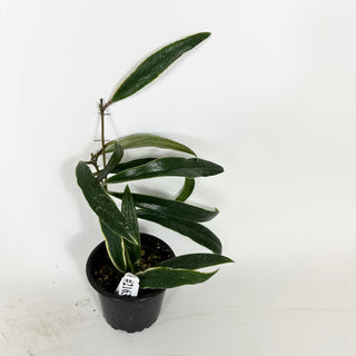 Hoya sulawesiana albo marginata [#2163]