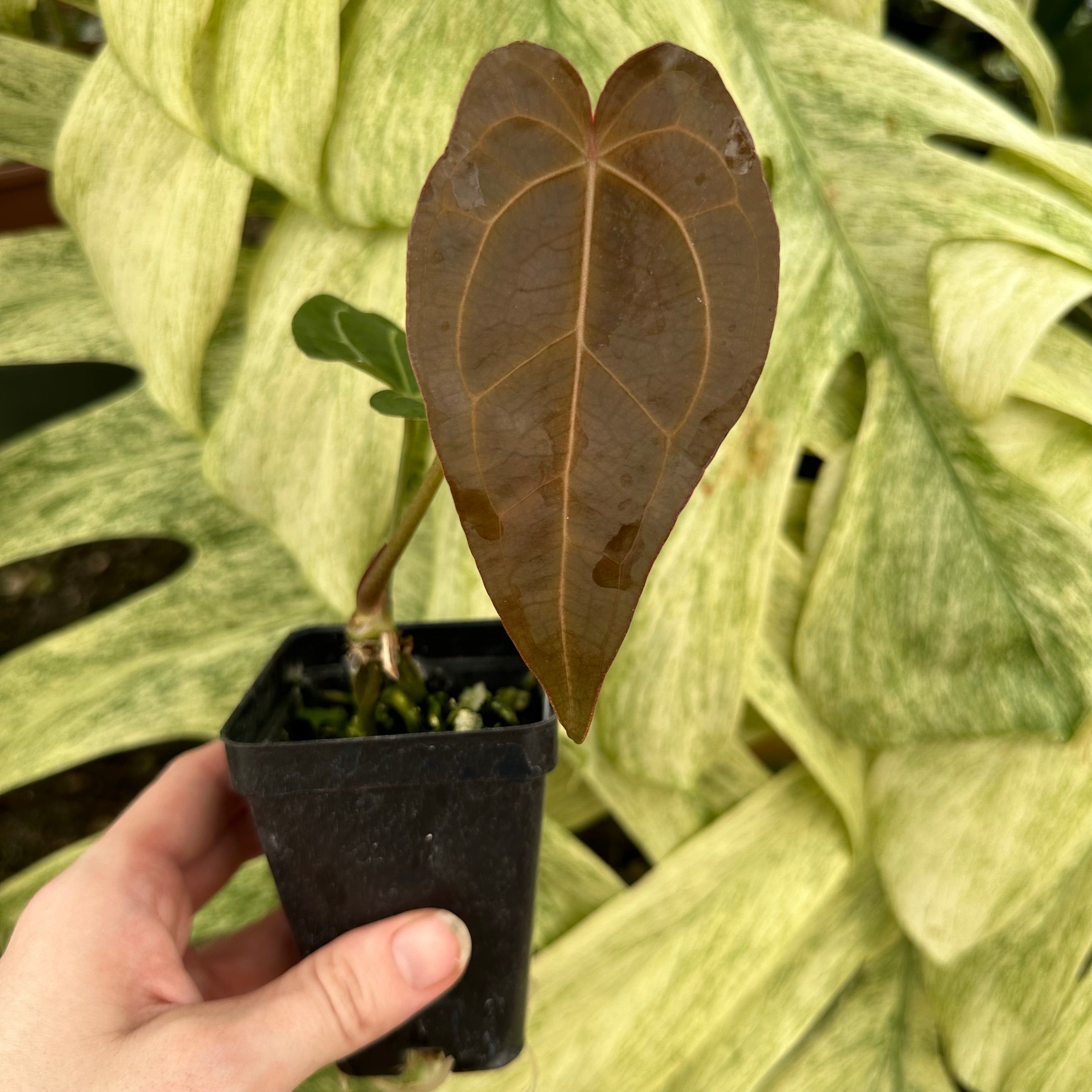 anthurium not blooming Anthurium 'Not The Mama' x 'Ace of Spades'