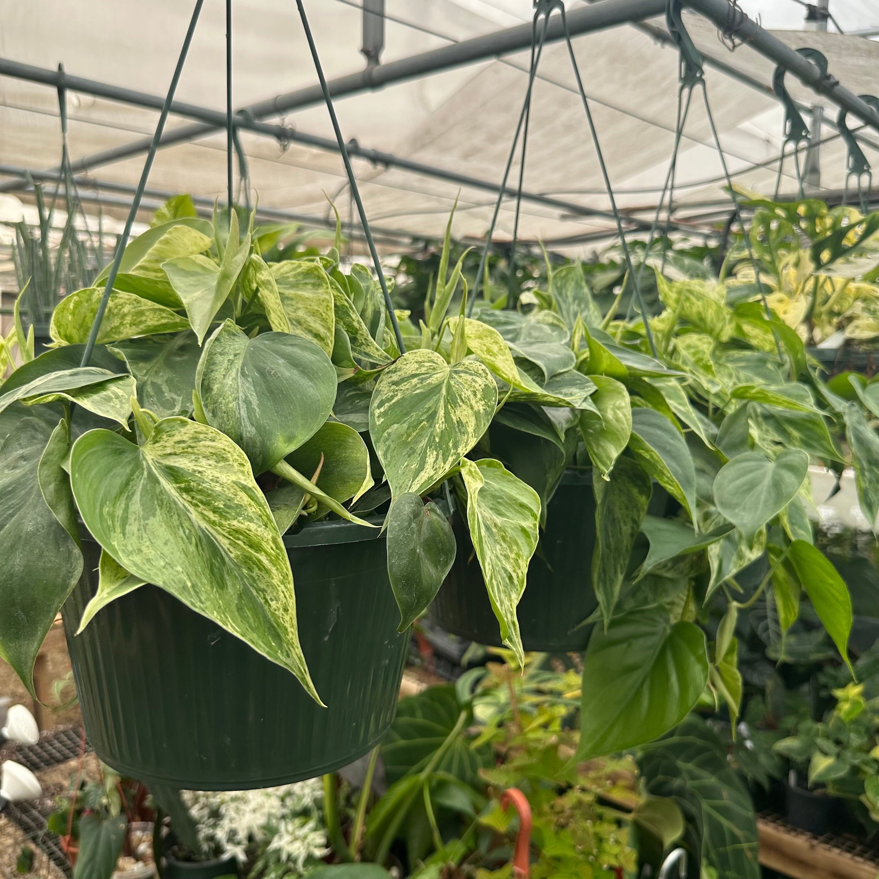 green philodendron hederaceum Philodendron hederaceum variegata