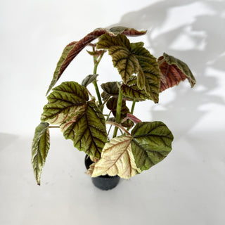 Begonia metallica variegata [#2056]