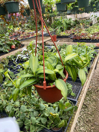 Vanilla planifolia variegated - 6" Hanging Basket