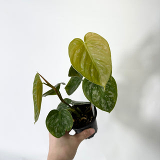 Z-4797 - Philodendron aff. brandtianum (Shingling Form)