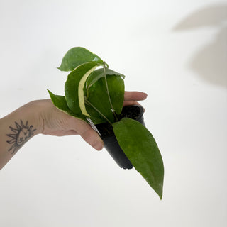 Hoya pimenteliana (outer variegated) [#2261]