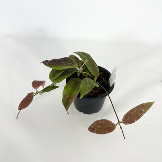 Z-4717 - Hoya minahasae **2nd Release**