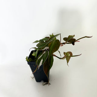 Z-4778 - Philodendron hederaceum ‘Micans Halo’