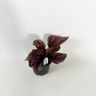 Begonia 'Snowberry' [#2122]