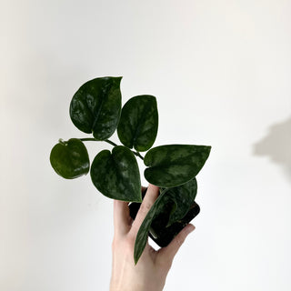 Scindapsus pictus 'Black Mamba' [#2049]