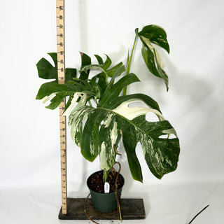 Monstera deliciosa var. borsigiana albo-variegata [#1521]