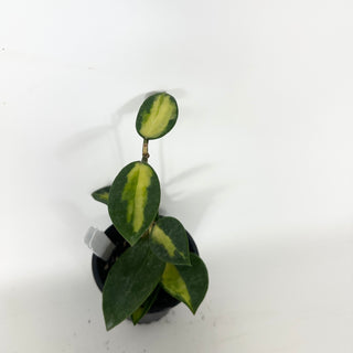 Hoya verticillata (acuta variegated) [#2321]