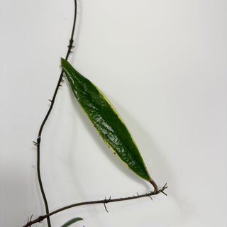 Hoya sulawesiana albo marginata [#1728]