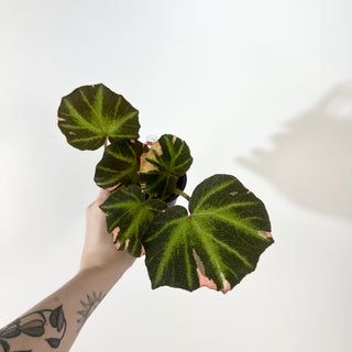 Begonia soli-mutata (variegated) [#2266]