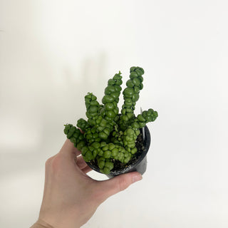 Dischidia nummularia "Dragon Jade" [#1989]