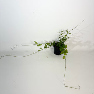 Hoya microstemma (NS11-145) [#2180]