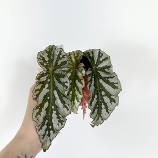 Begonia 'Silver Beauty' [#2176]