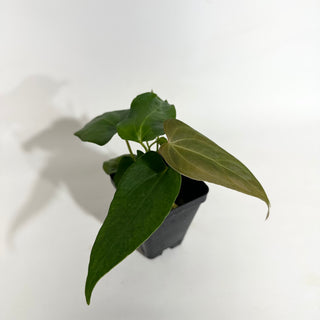 Anthurium Wu papillilaminum x indo portillae [#1893]