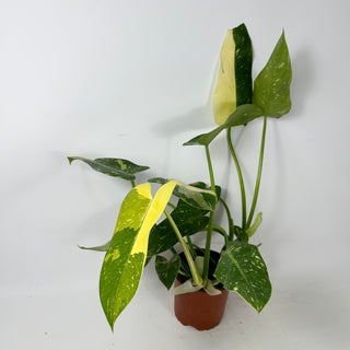 Philodendron 'Jose Buono' (Texas Form) [#2347]