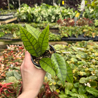 Hoya callistophylla (Long Leaf)