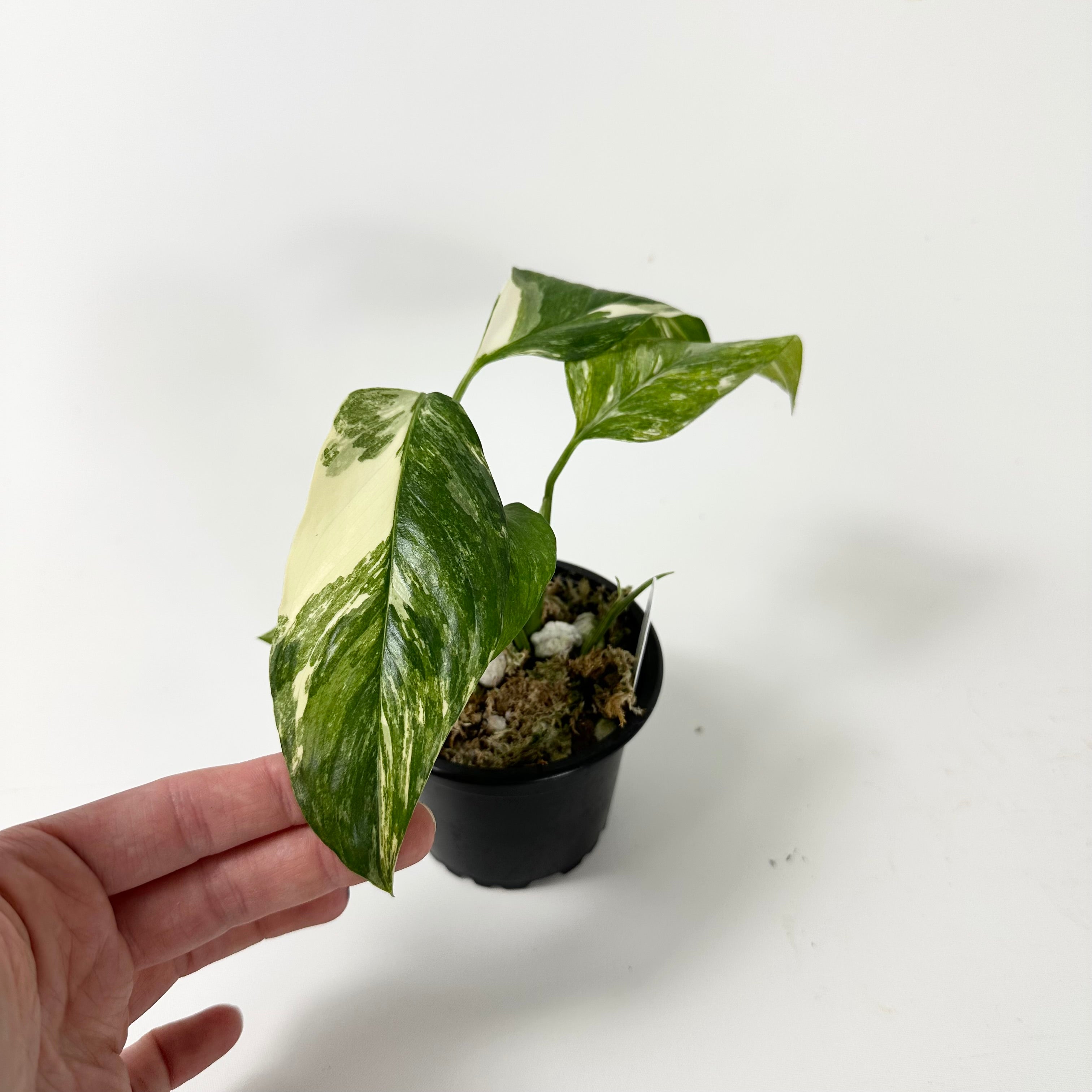 variegated monstera lechleriana Monstera lechleriana variegated – Steve's Leaves