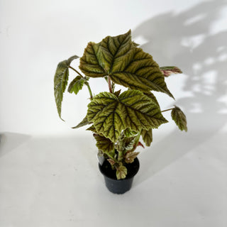 Begonia metallica variegata [#2056]