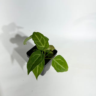 Anthurium magnificum/‘Silver Blush' x 'Arnold Schwarzenegger'