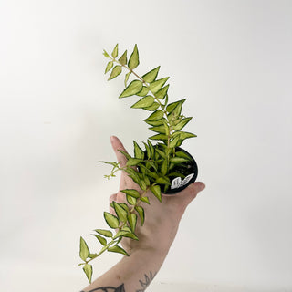 Hoya bella 'Luis Bois' [#1923]