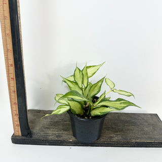 Hoya polyneura (inner variegated) [#2427]