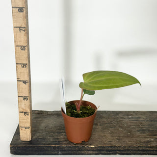Anthurium 'Amelia's Delight' x 'Delta Force' - Seedling [#1657]