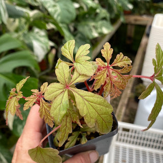 Begonia polilloensis